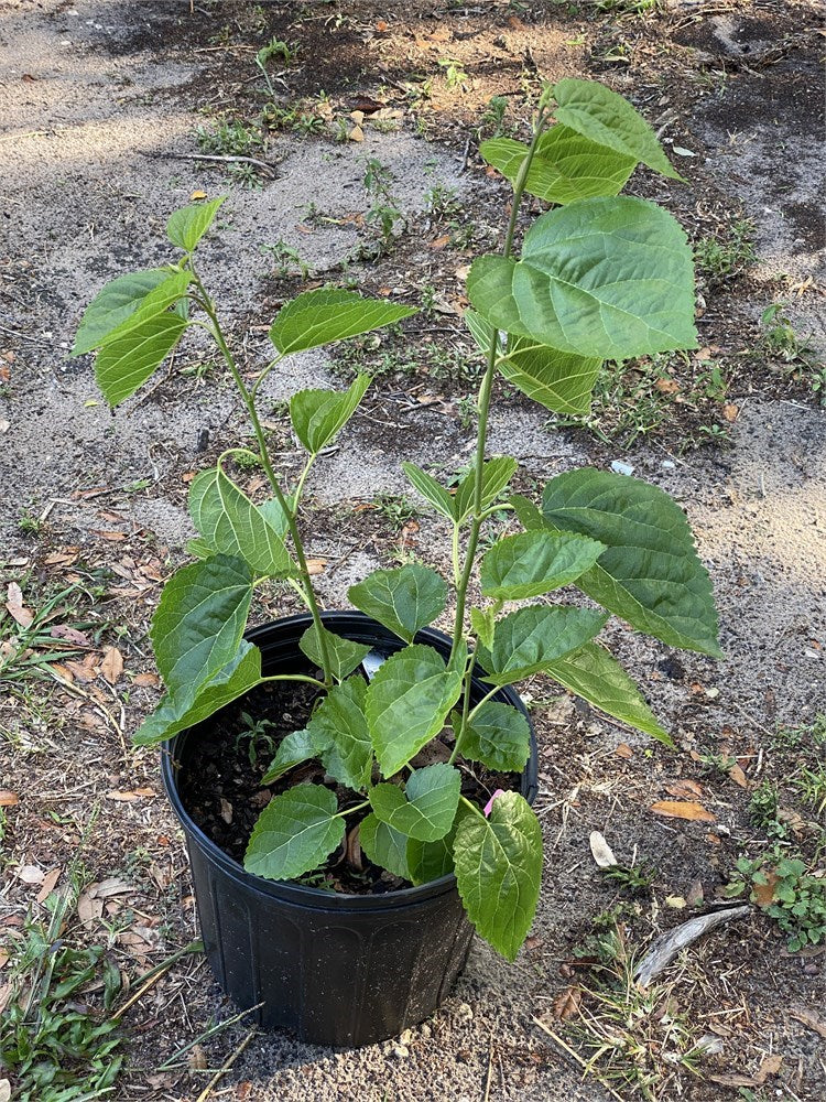6th Street Mulberry 3 Cuttings
