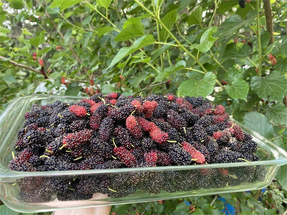 Bryce’s World's Best Mulberry Tree aka World’s Best (4) Cuttings