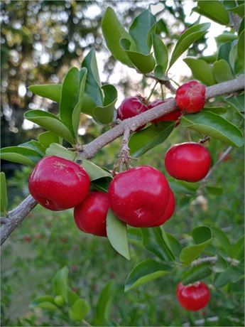 Florida Sweet Barbados cherry-Acerola Bush (4) Cuttings