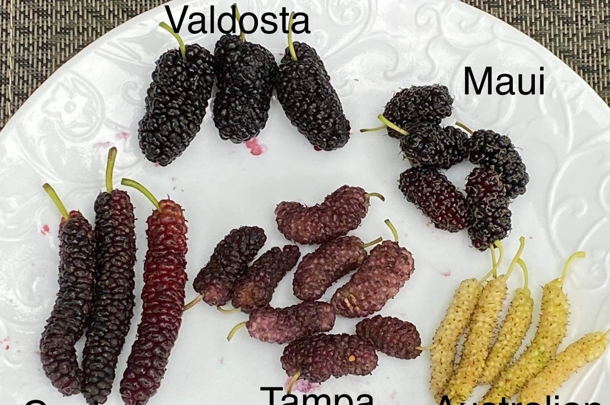 10 Mulberry Tree cuttings your choice