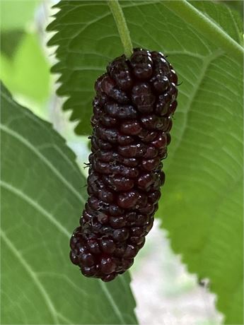 Illinois Everbearing Mulberry Tree (4) Cuttings