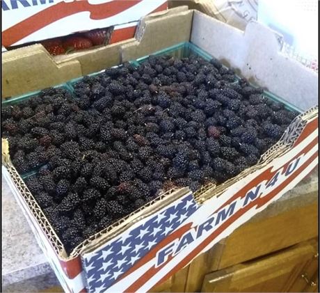 JAN'S BEST Dwarf EVERBEARING Mulberry Tree (4) Cuttings