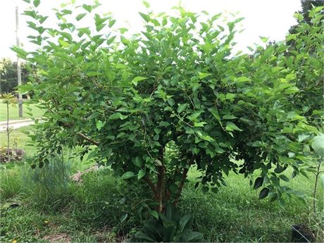 10 Mulberry Tree cuttings your choice