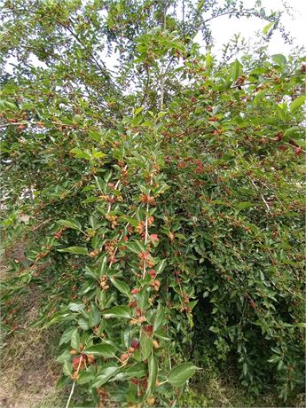 Lakeland Tropical Mulberry Tree (4) cuttings