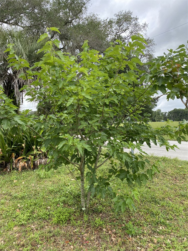 Maple Leaf Mulberry Tree (3) Cuttings