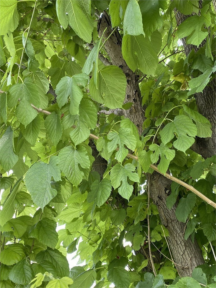 NEW Sweet Delicious Mulberry Tree (3) Cuttings