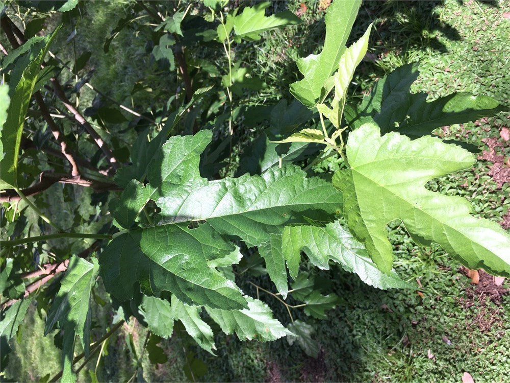 Oscar Mulberry Tree (4) cuttings