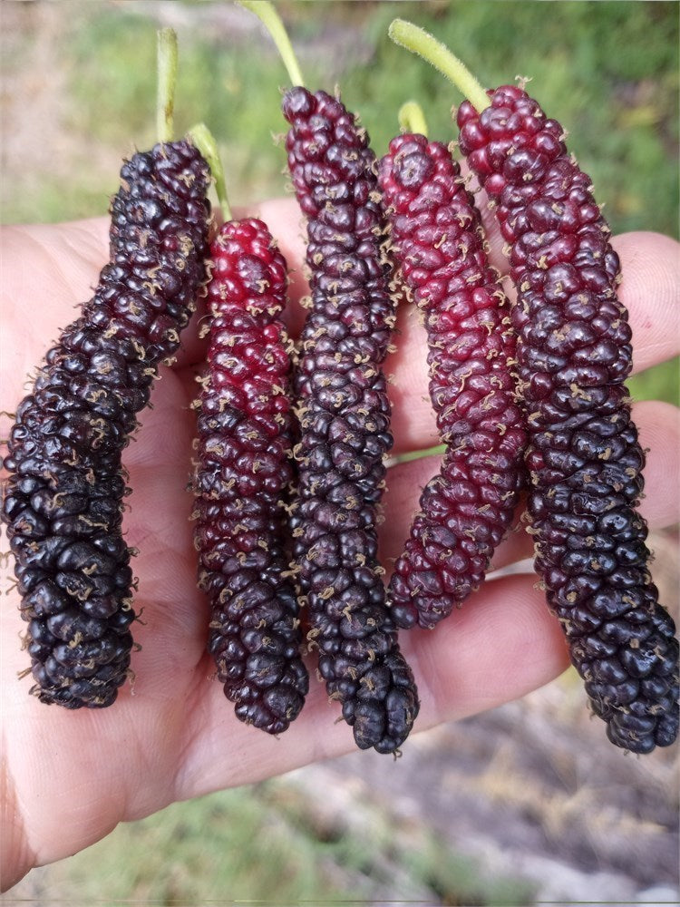 Pakistani Black Mulberry Tree (4) Cuttings