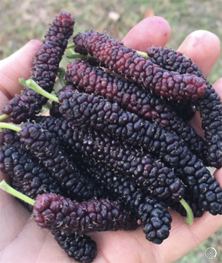 Pakistani Black Mulberry Tree (4) Cuttings
