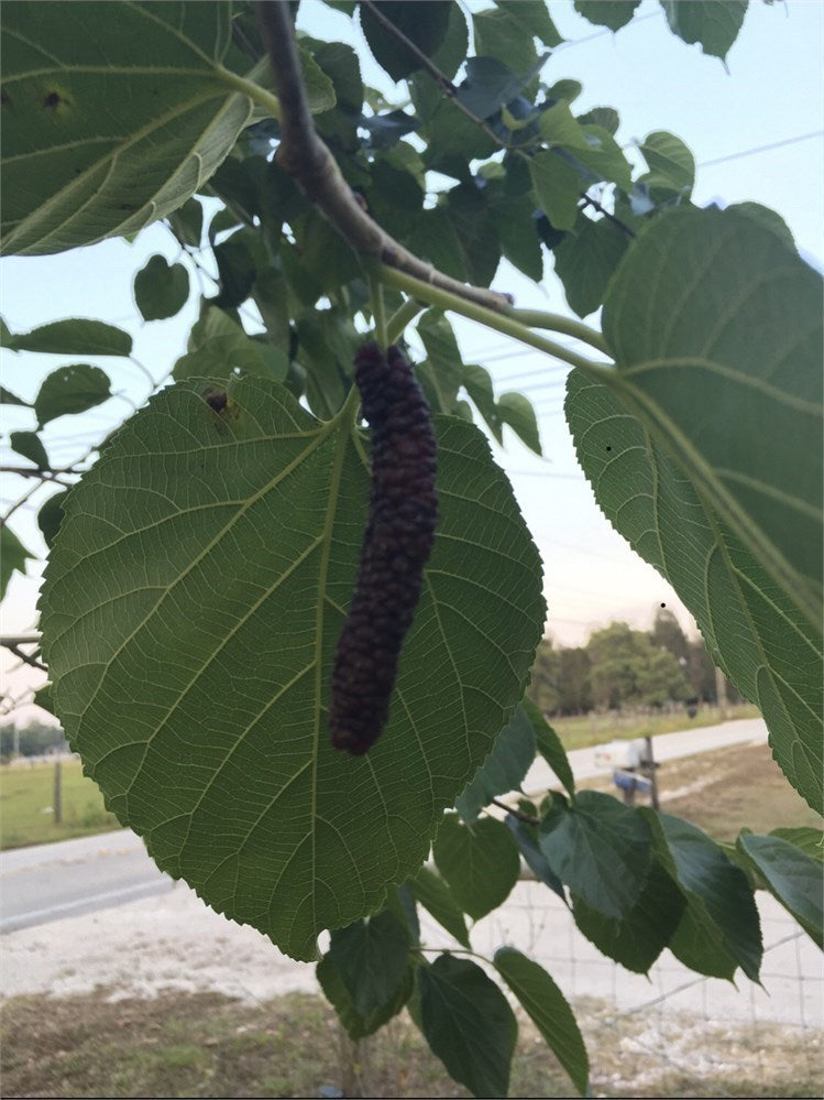 Pakistani Black Mulberry Tree (4) Cuttings