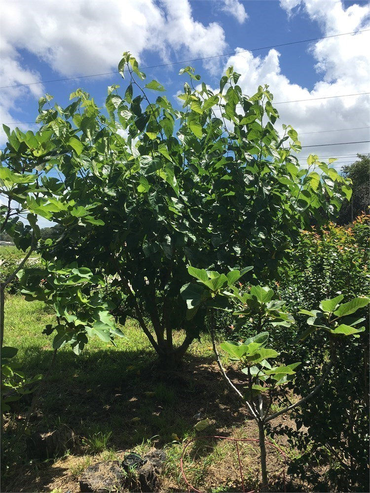 Pakistani Black Mulberry Tree (4) Cuttings