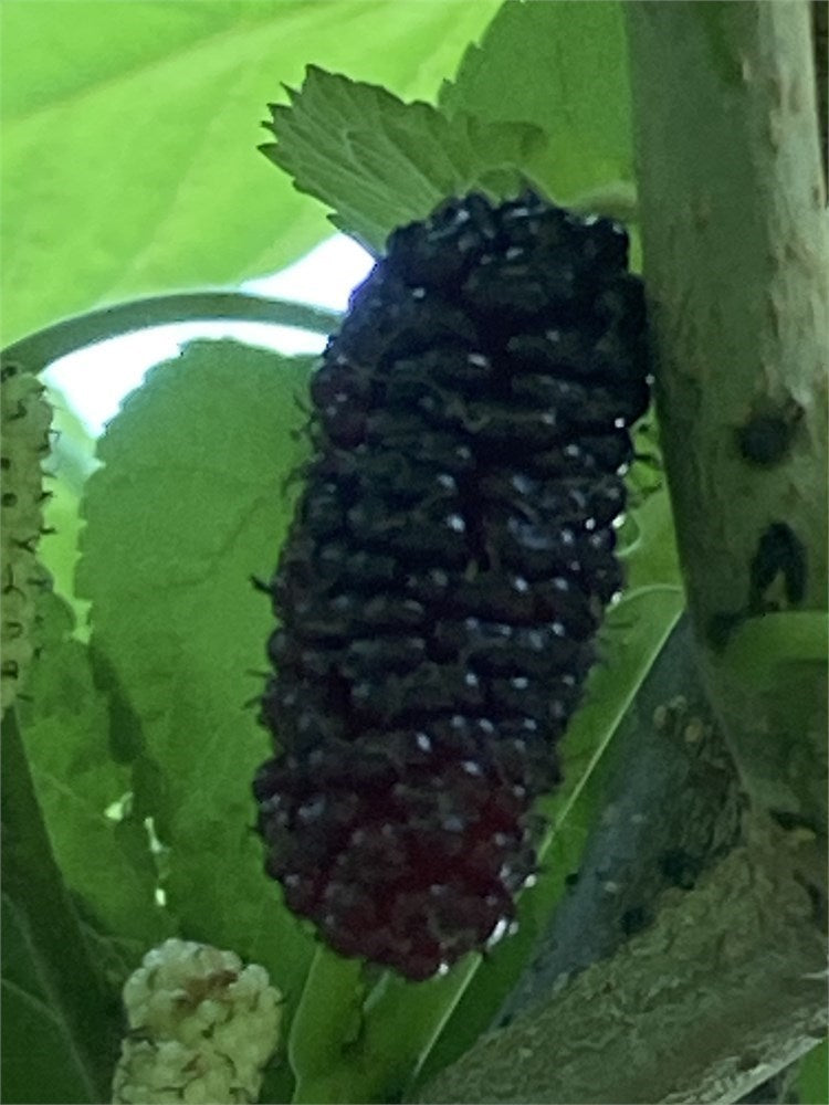 Tice Mulberry Tree (4) Cuttings