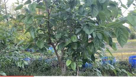 Valdosta Mulberry Tree Cuttings Lot (50) cuttings (limited time)