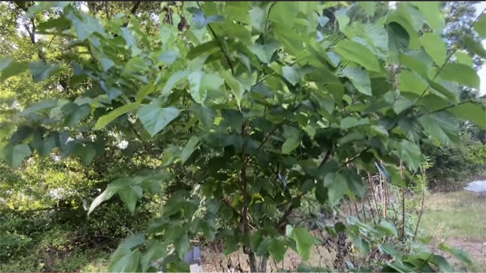 Wacissa Mulberry cuttings (4)