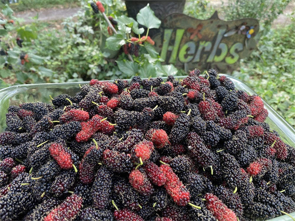 Bryce’s World's Best Mulberry Tree aka World’s Best (4) Cuttings