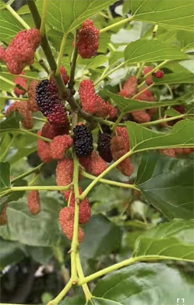 Bryce’s World's Best Mulberry Tree aka World’s Best (4) Cuttings
