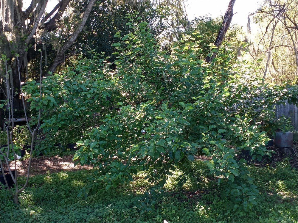Bryce’s World's Best Mulberry Tree aka World’s Best (4) Cuttings