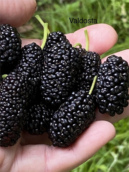 Florida Giant Mulberry Tree (4) Cuttings