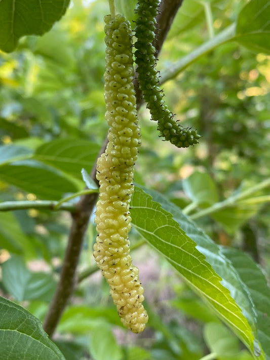 Australian Green AKA White Pakistani Mulberry Cuttings 4