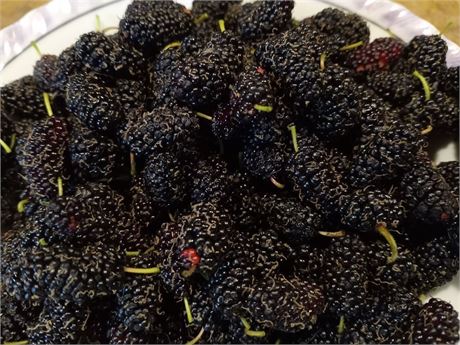 MAUI Mulberry Tree (4) Cuttings