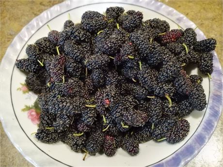 MAUI Mulberry Tree (4) Cuttings