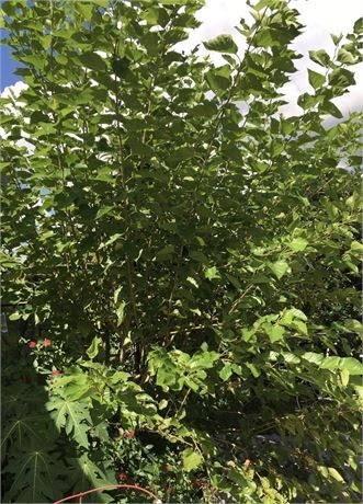 MAUI Mulberry Tree (4) Cuttings