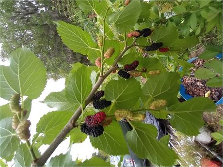 MAUI Mulberry Tree (4) Cuttings