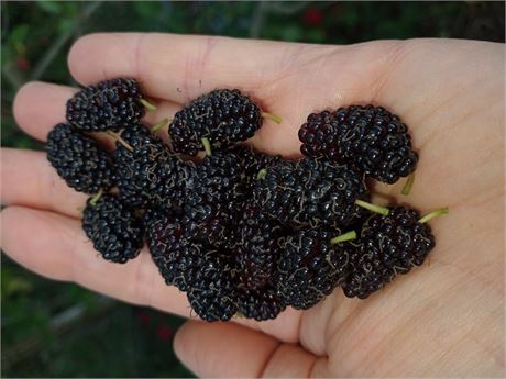 MAUI Mulberry Tree (4) Cuttings