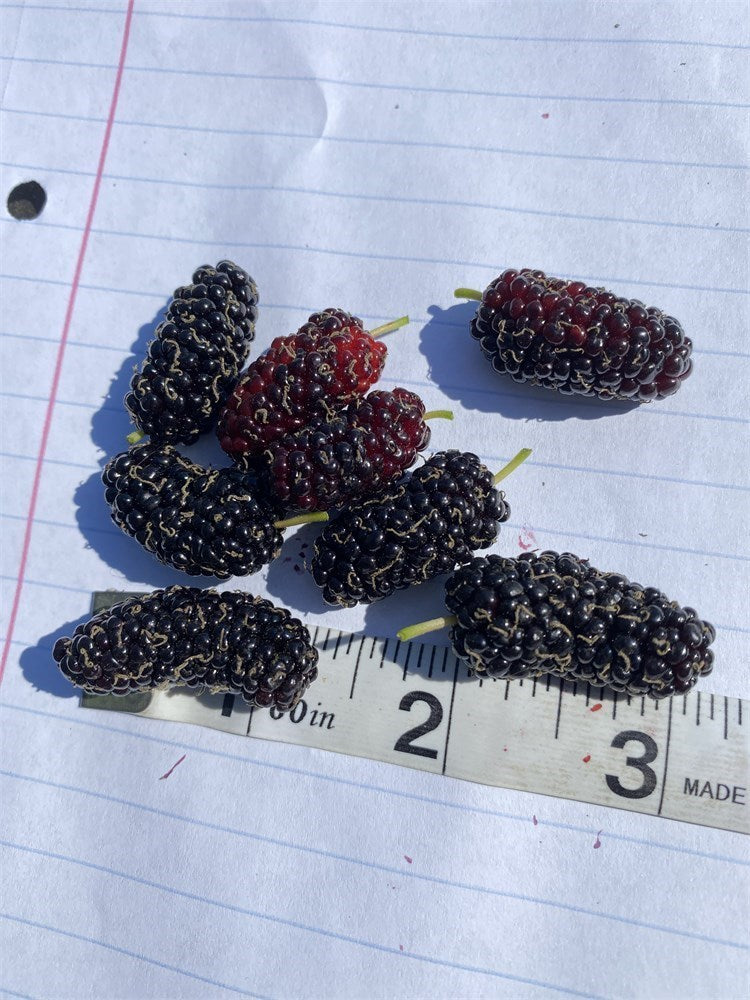 MAUI Mulberry Tree (4) Cuttings